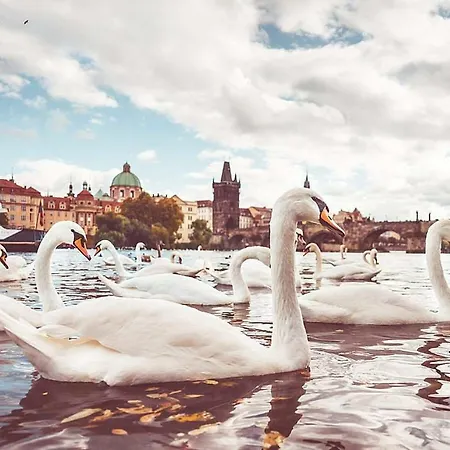 Spacious 2 Bedroom Baroque Appt At Charles Bridge *